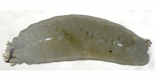 Phytomyza obscurella larva,  lateral